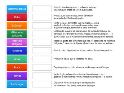 Sistema digestivo | Órgãos e respetivas funções
