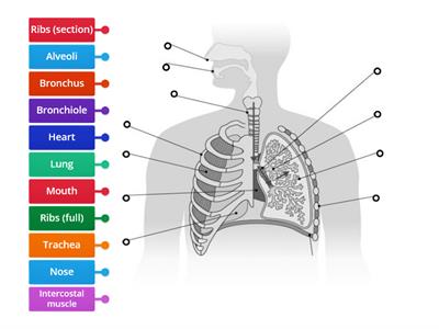 Respiratory System