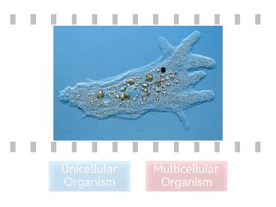  Unicellular vs. Multicellular Organisms 