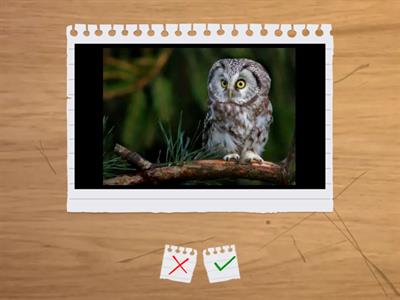 Học - vui - chơi cùng tiếng Việt: Chữ C c - Con vật