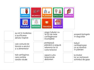  SISTEMUL RESPIRATOR LA OM