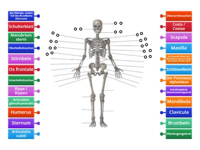 Deutsch in der Pflege - Das menschliche Skelett - deutsche und lateinische Bezeichnungen  1