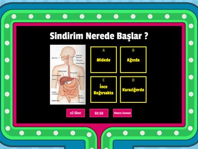 Fen Bilimi Sindirim Sistemi