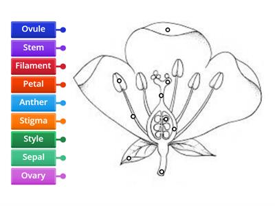 Flower Diagram Labels