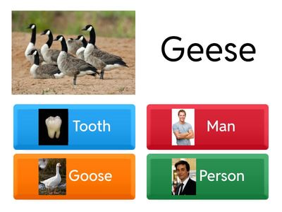 Irregular Plural Nouns