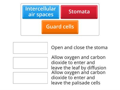 Leaf adaptations (gas exchange)