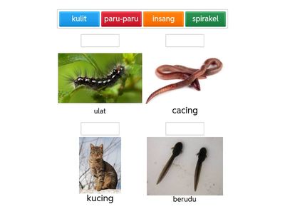 Organ Pernafasan Haiwan