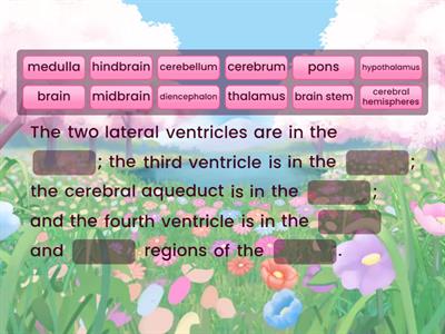 Ventricles of the Brain