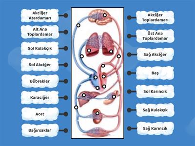 Dolaşım Sistemi