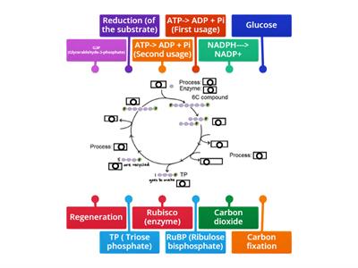 Photosynthesis_03_Calvin cycle 