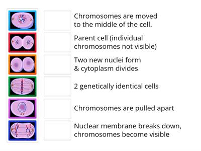 Mitosis