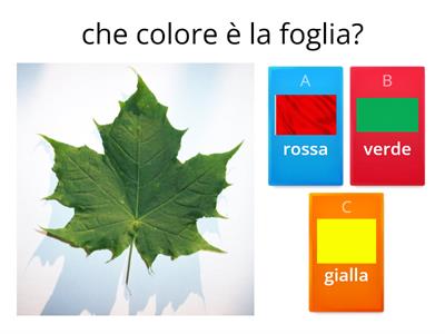 che colore è?