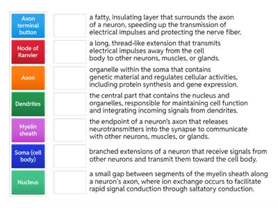 Neuron structures.