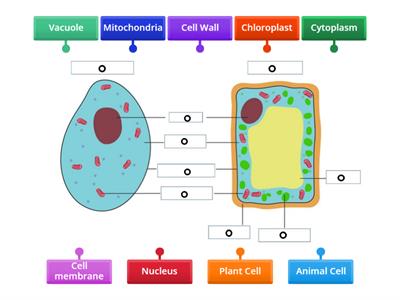 Label Plant and Animal Cell 