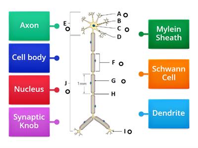 Structure of Neuron 