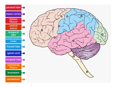 Label the Brain - Structures