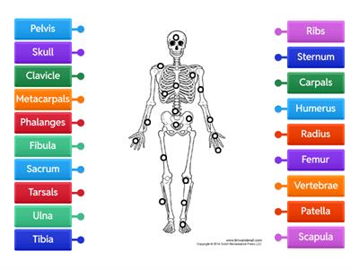 Label the Skeletal System