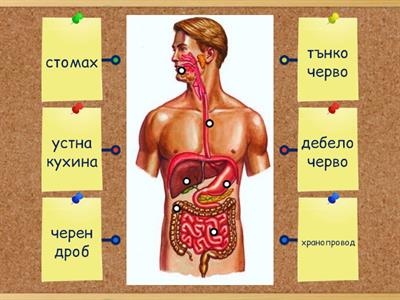 Органи на хранене 4. клас