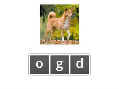 ILIT:  Short Vowels Unscramble