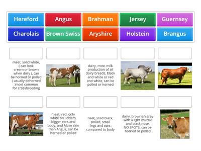 Cattle Breeds