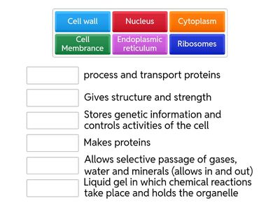  Plant and Animal Cells - JILUGAY