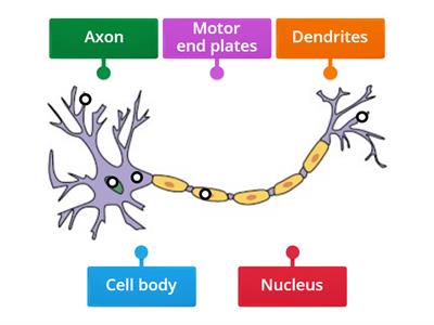 IB Motor neuron