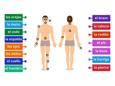 Partes del cuerpo KlaudiaZ