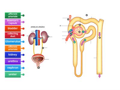 Urinary System