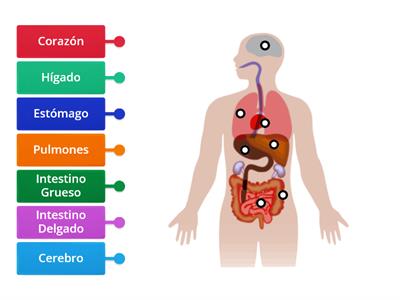 El  Cuerpo Humano y sus partes 