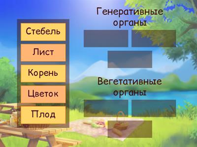 Строение растений