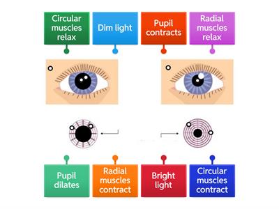 Reflex action of iris JM