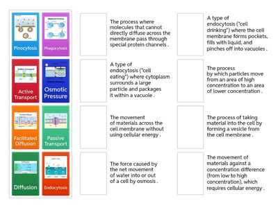G9 - Biology -ch.8 cell structure and function (Definitions )