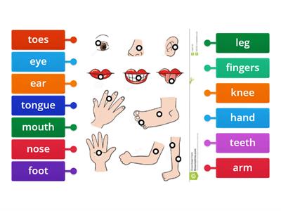 Year 2 English Label Parts of the body