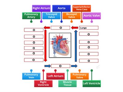 Blood flow around the Heart