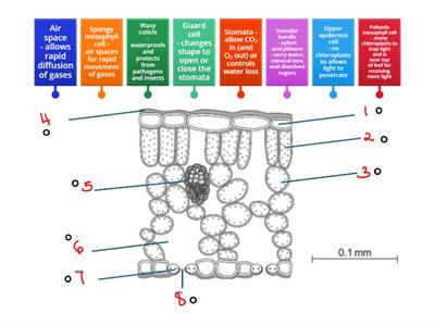 Leaf cross section structures and functions