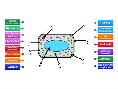 Plant cell structure and function