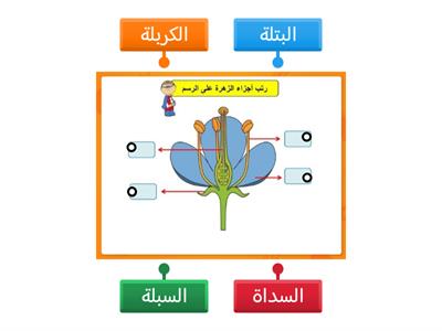  اجزاء الزهرة