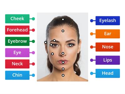 Parts of the Face