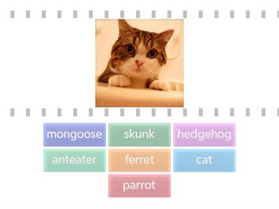 pets clil 4 matching