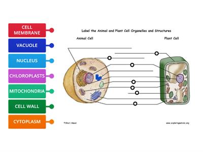 PLANT AND ANIMAL CELLS DIAGRAM