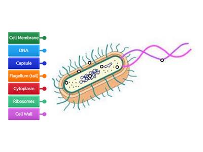 Structure of Bacteria (Prokaryotic) Cell