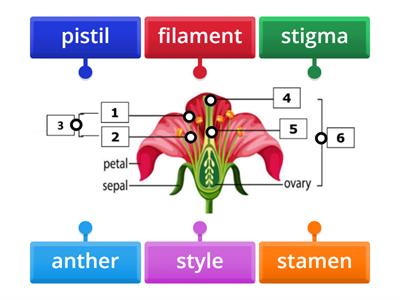 flower parts