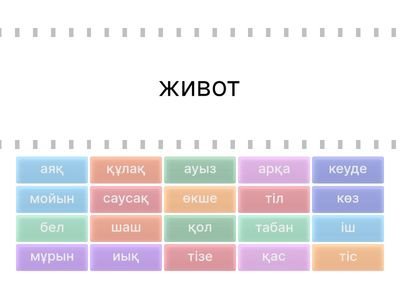  адам дене мүшелері 