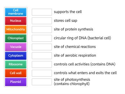 Cell Structures and Functions