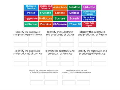 Enzyme Practice