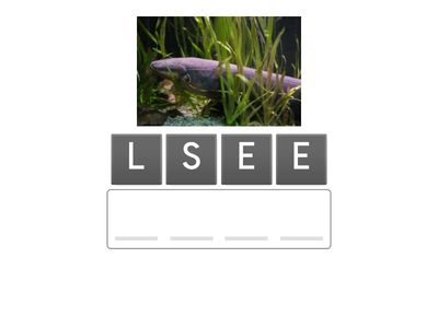 Deep Sea Creatures Anagram