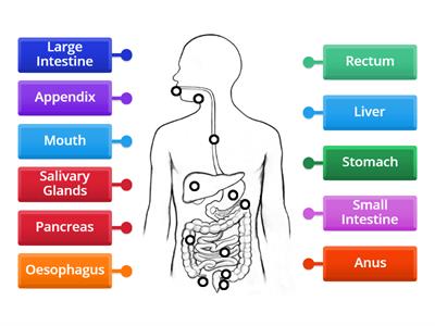 Digestive System