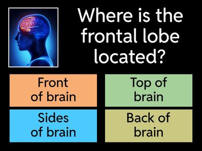 Brain Lobes Quiz
