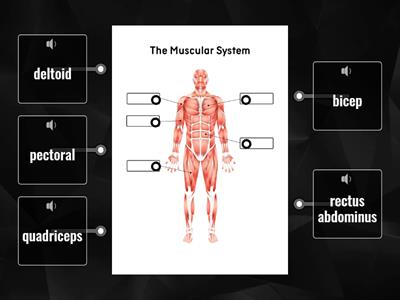 Muscular System