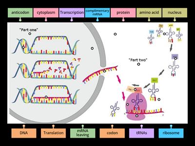 Protein Synthesis Labeling